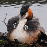 Haubentaucher mit Küken, Vogelbeobachtung in Stralsund