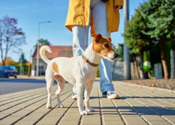 Mit Hund in der Stadt (depositphotos.com)