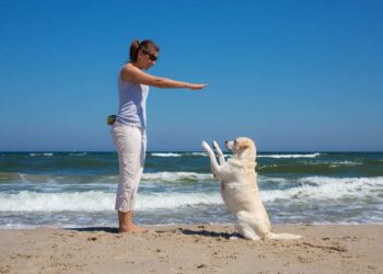 Hundestrände auf Rügen Hundestrände auf Rügen