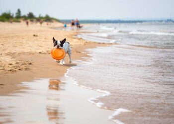 Hund an Ostseeküste (depositphotos.com)