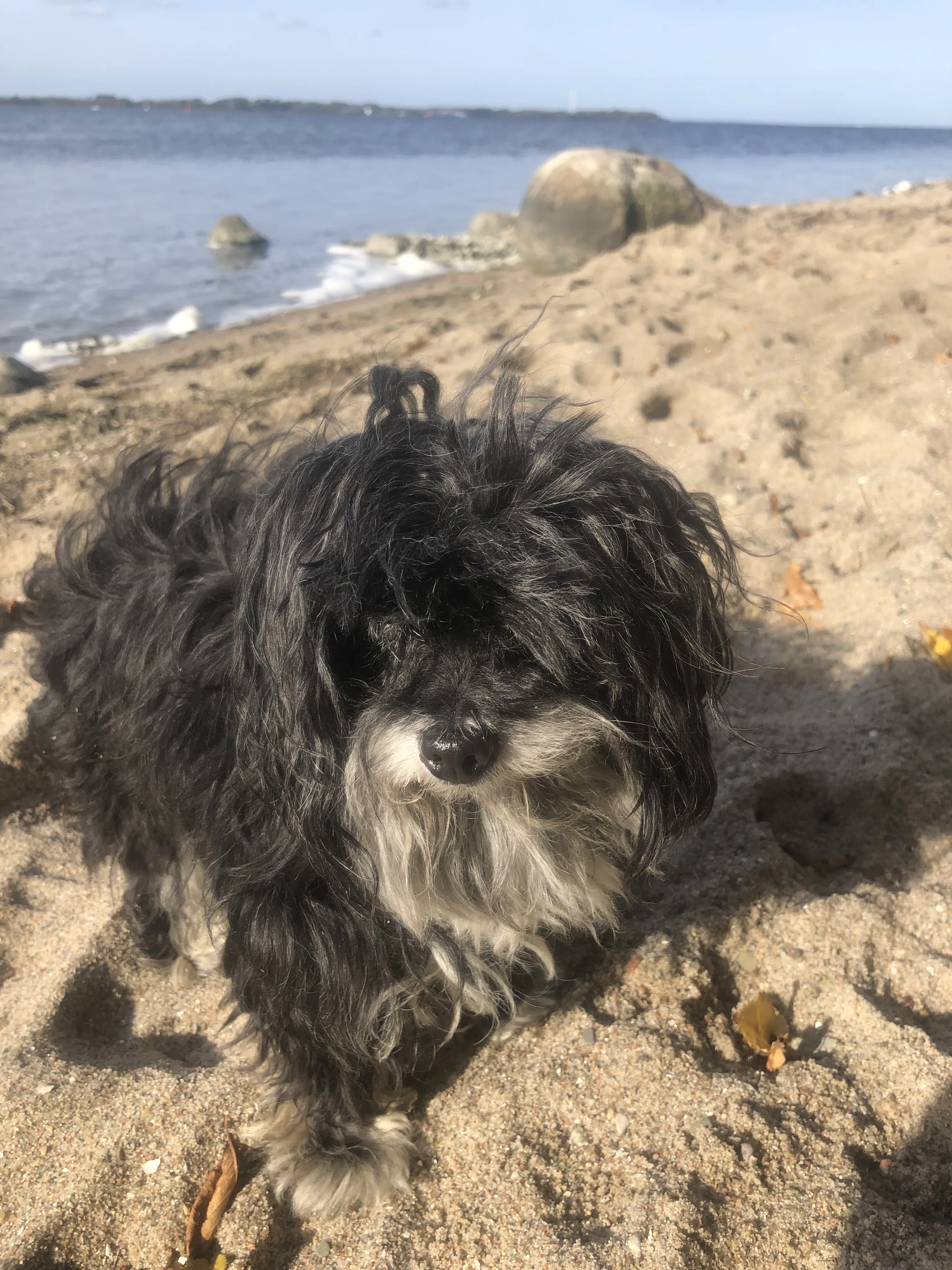 Hundestrand Altefähr auf Rügen