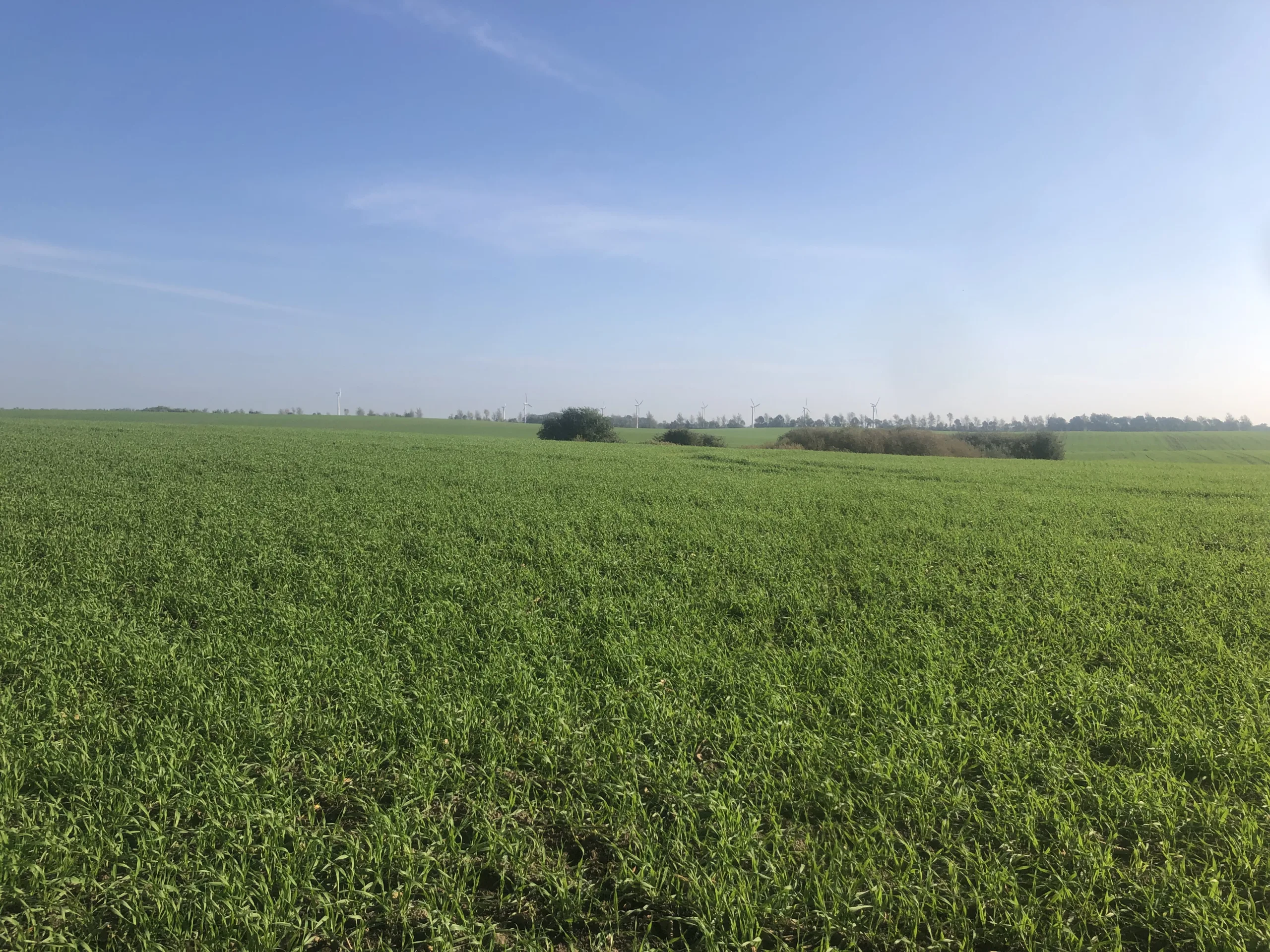 Landschaftsbild Rügen