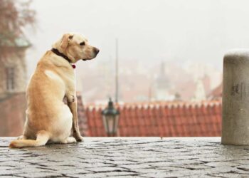 Hund in der Stadt (depositphotos.com)