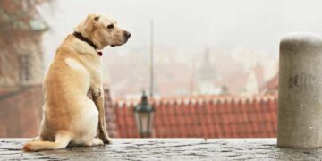 5 kostenlose Aktivitäten mit Hund in Stralsund