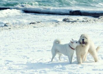Mit Hund im Winter nach Binz auf Rügen