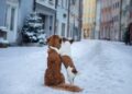 Mit dem Hund im Winter nach Stralsund – Urlaubstipps