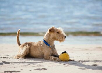 Reisen mit Hund in Stralsund und Umgebung – Übersicht Reisen mit Hund in Stralsund und Umgebung – Übersicht