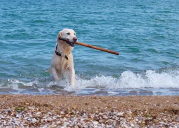 Wo ist es am schönsten mit Hund an der Ostsee