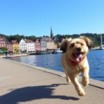 Mit Hund in Stralsund