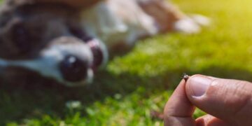 Bernstein hilft gegen Zecken – Mythos oder Fakt