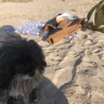 Brückentage 2025 Urlaub am Strand mit Hund