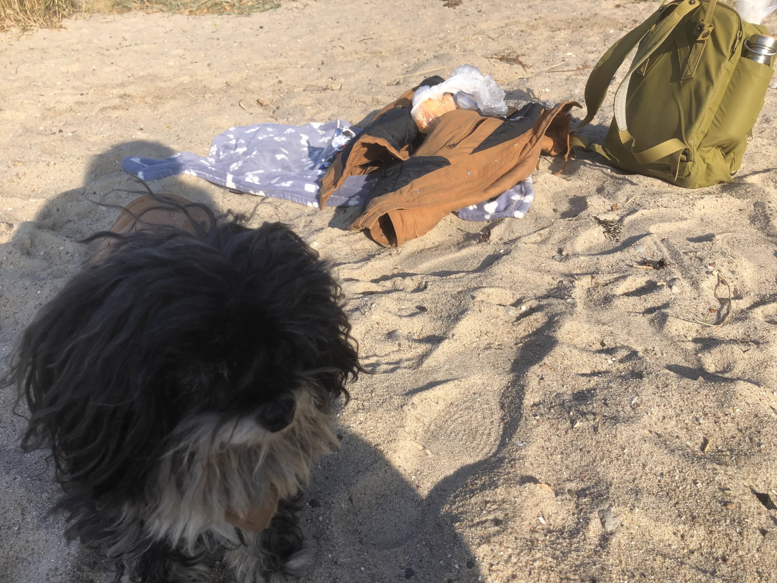 Brückentage 2025 Urlaub am Strand mit Hund