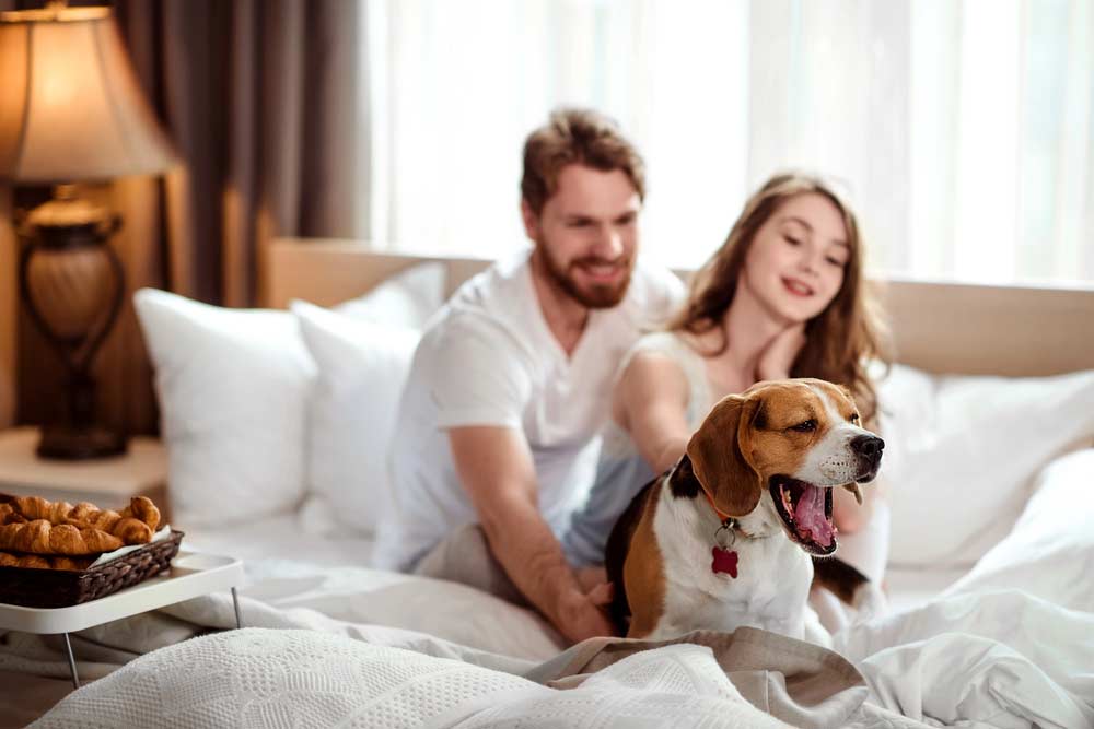 Hotel Stralsund mit Hund