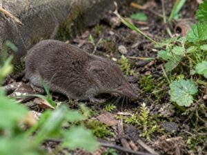 Spitzmaus
