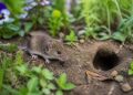 Wühlmaus, Feldmaus oder Spitzmaus im Garten? So erkennen Sie die Unterschiede
