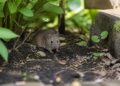 Mäuse im Garten: Ursachen, Vorbeugung und was wirklich gegen Mäuse hilft Ein
