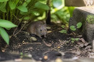 Mäuse im Garten: Ursachen, Vorbeugung und was wirklich gegen Mäuse hilft Ein