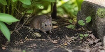 Mäuse im Garten: Ursachen, Vorbeugung und was wirklich gegen Mäuse hilft Ein