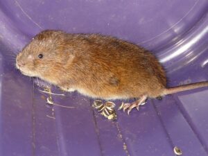 Wühlmaus Schermaus